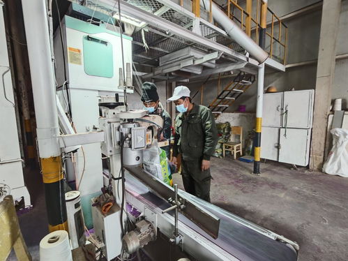 新疆阿拉爾 制種企業(yè)生產(chǎn)忙 鉚足干勁備春耕